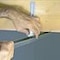 Suspente plafond suspendu système F45