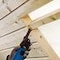 Lame Starlock Max pour bois WOODline